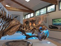Fossielen-en dinosaurusmuseum