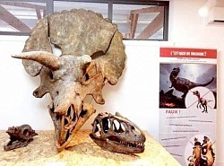Nummer 12 / Museum van fossielen en ongelooflijke dinosaurussen reizen in de tijd die in de herinneringen gegrift blijven